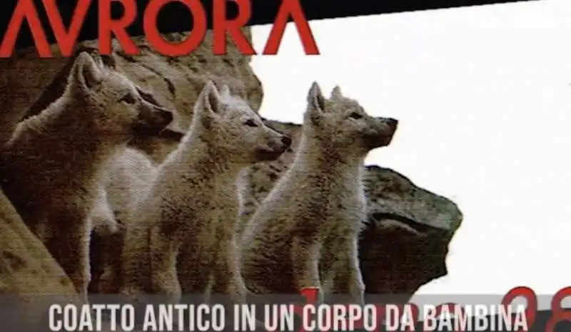 coatto antico   la canzone degli aurora dedicata a giorgia meloni   5