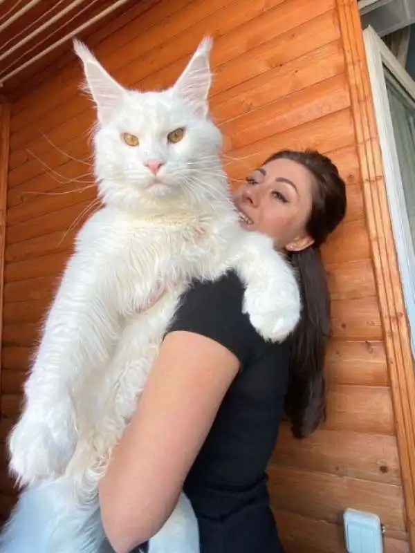 il gatto gigante kefir 3