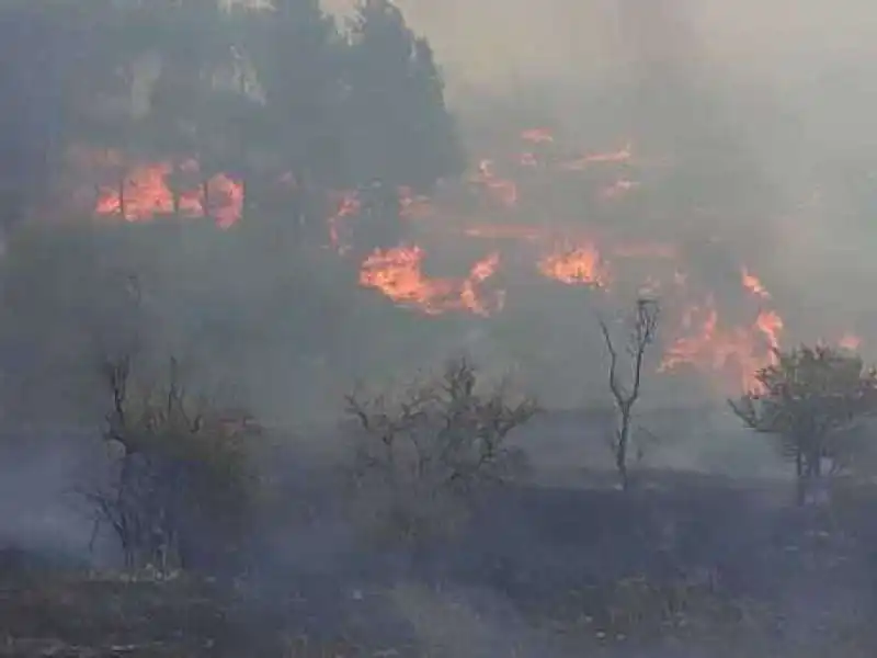 incendi in puglia 4