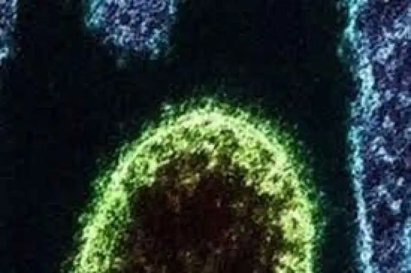 langya virus 