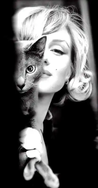 marilyn monroe gatto