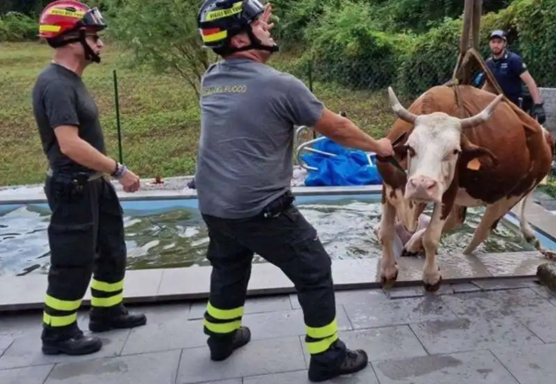 MUCCA IN PISCINA 5