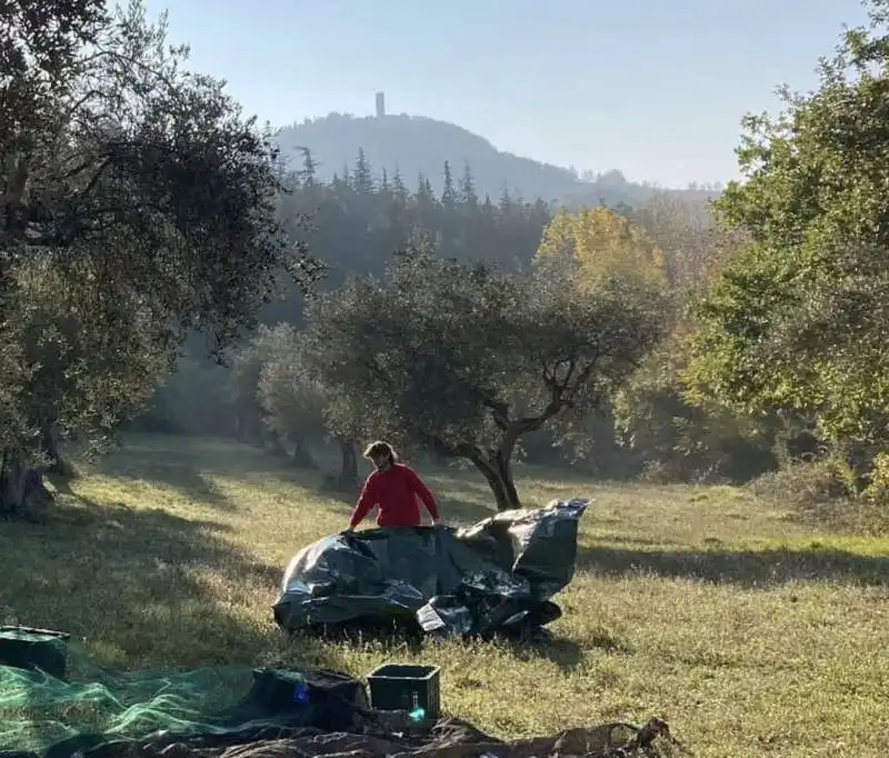 tenuta pitino agricolo  