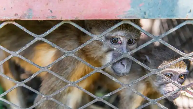 traffico di animali selvatici 9