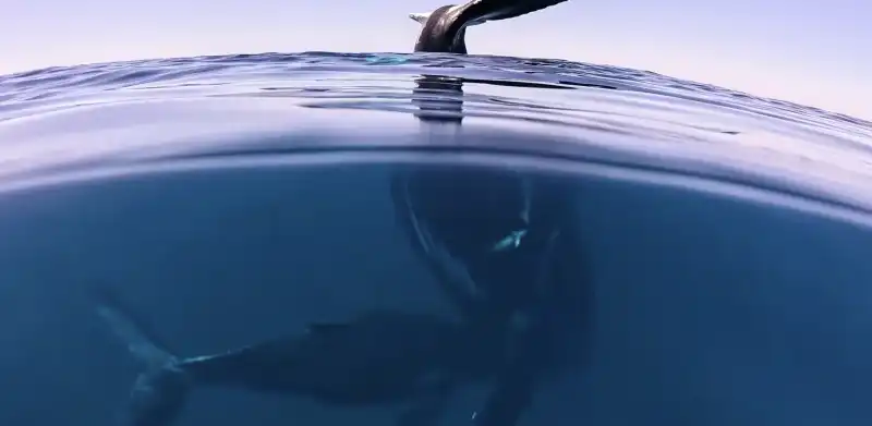 brodie moss e la balena pietrificata in acqua