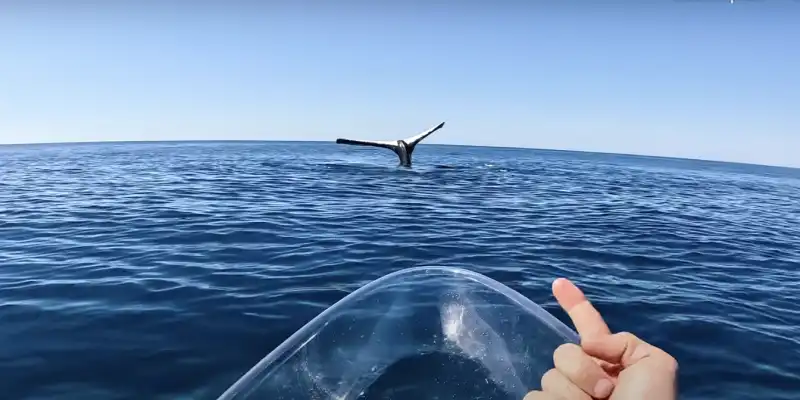 brodie moss e la balena pietrificata in acqua 4