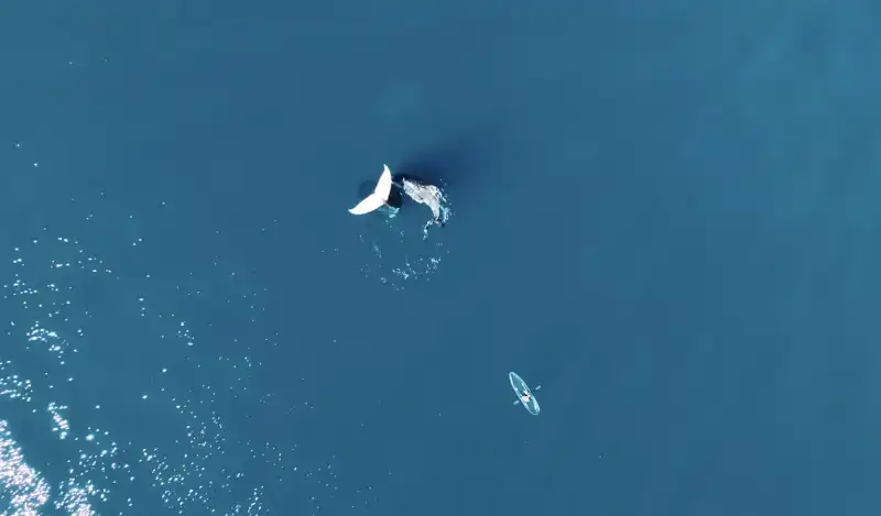 brodie moss e la balena pietrificata in acqua 5