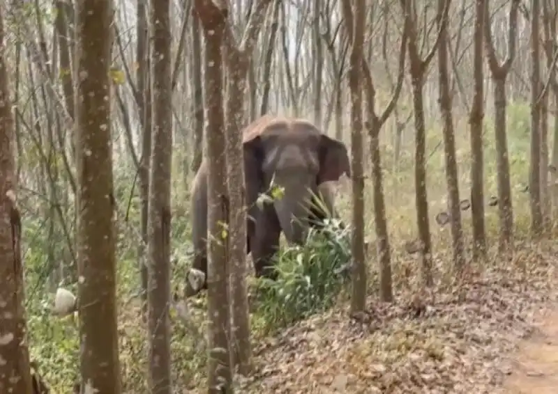 CINA - ELEFANTE SCOPRE ZAINO CON 3 CHILI DI OPPIO 