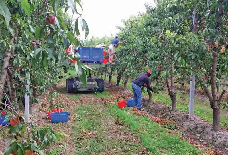 DECRETO FLUSSI - LAVORATORI STRANIERI - RACCOLTA FRUTTA