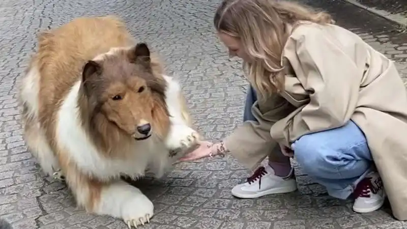 giappone   uomo spende 13mila euro per diventare un cane 1