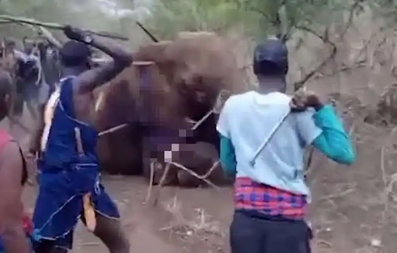 kenya   elefante ucciso  1