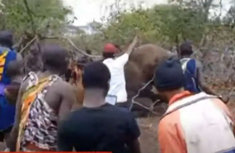 kenya   elefante ucciso  11