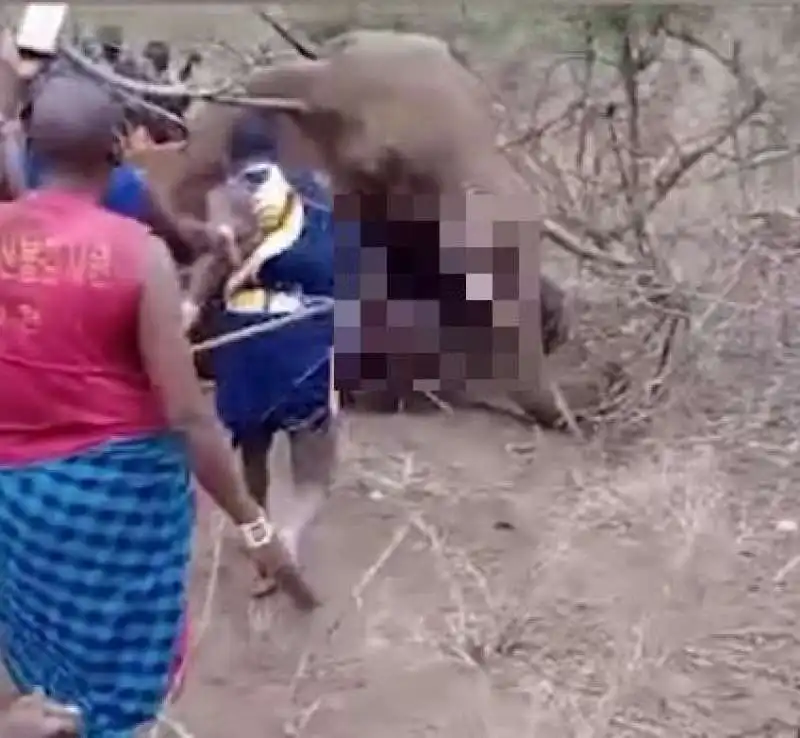 kenya   elefante ucciso  2