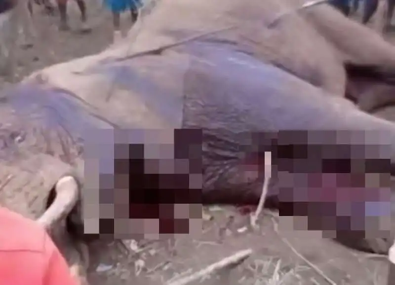 kenya   elefante ucciso  3