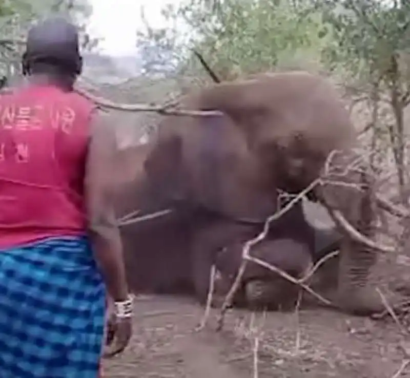 kenya   elefante ucciso  8