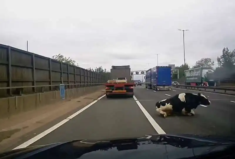 mucca sull autostrada m6 inghilterra 1