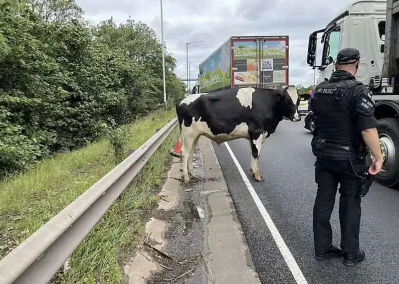 mucca sull autostrada m6 inghilterra 