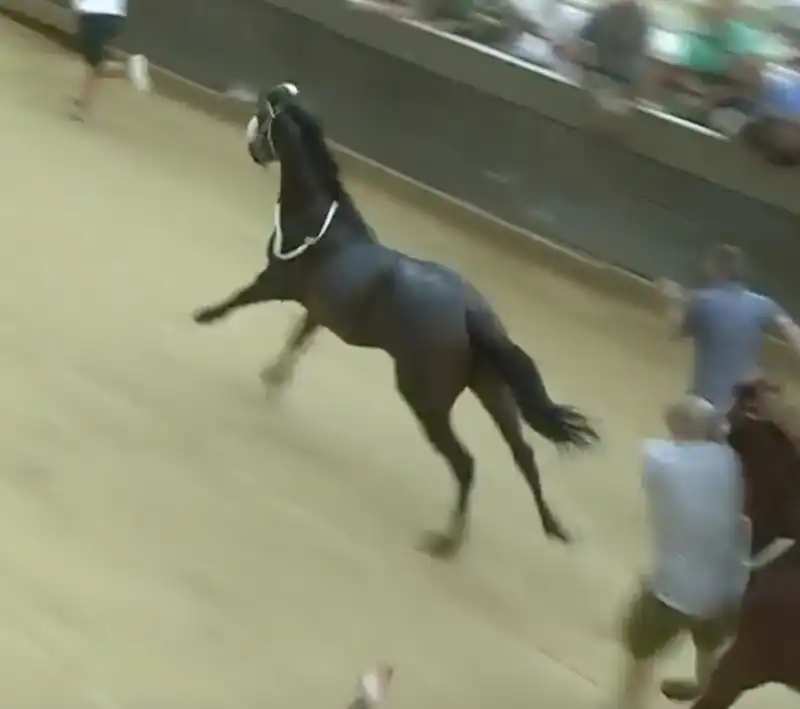 palio di siena 2023 2