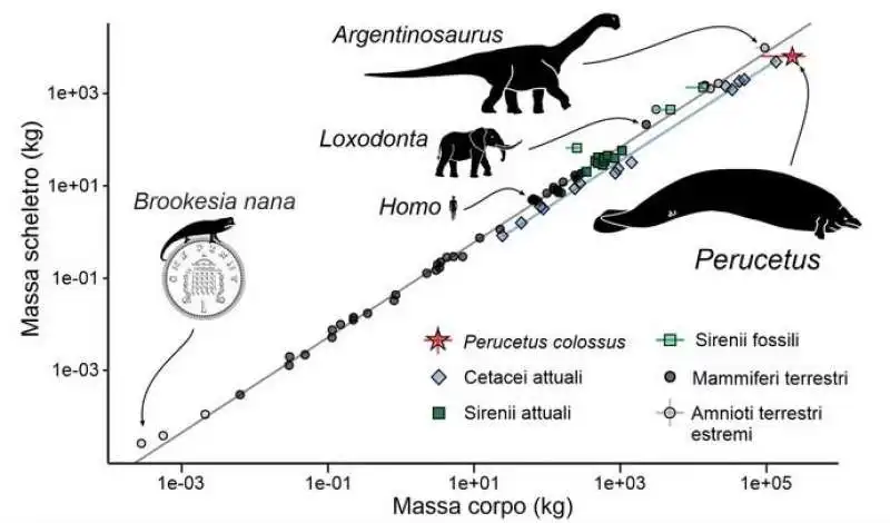 perucetus colossus 2