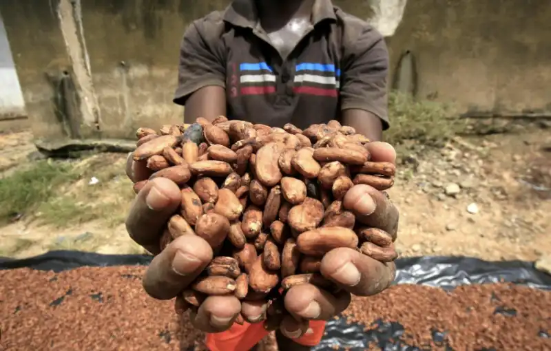 coltivatori di cacao in africa 9