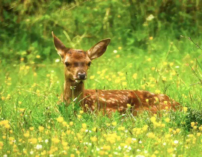 cucciolo di cervo