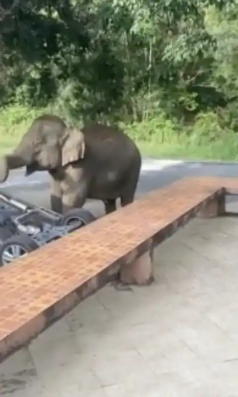 elefante ribalta auto in thailandia 1