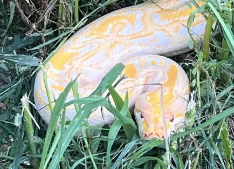 PITONE RETICOLATO ALBINO