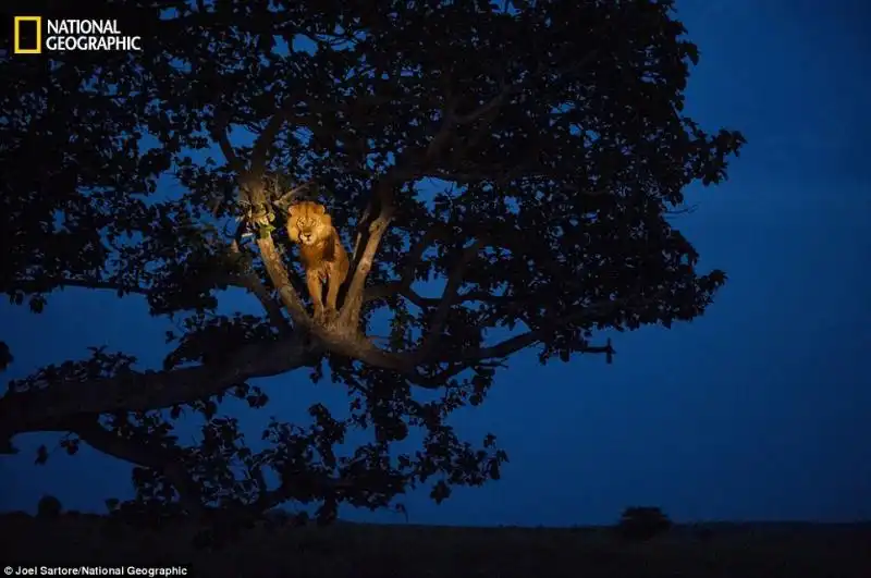 CENTOVENTICINQUE ANNI DI NATIONAL GEOGRAPHIC 