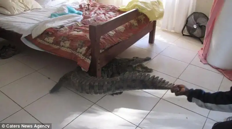 COCCODRILLO SOTTO AL LETTO IN ZIMBABWE 