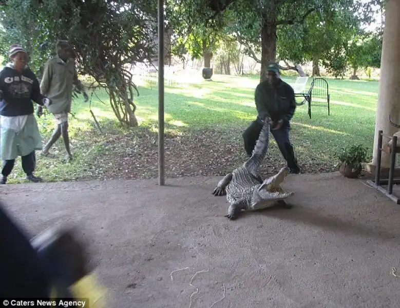 COCCODRILLO SOTTO AL LETTO IN ZIMBABWE 