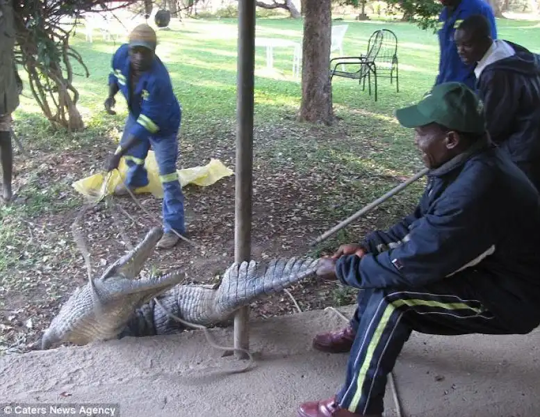 COCCODRILLO SOTTO AL LETTO IN ZIMBABWE 