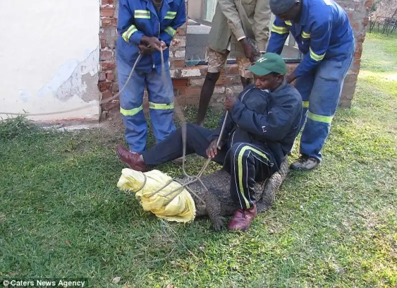 COCCODRILLO SOTTO AL LETTO IN ZIMBABWE 