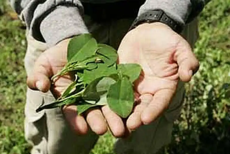 foglie di coca 