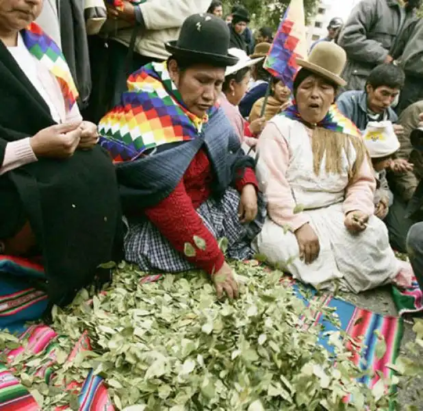 foglie di coca in peru 