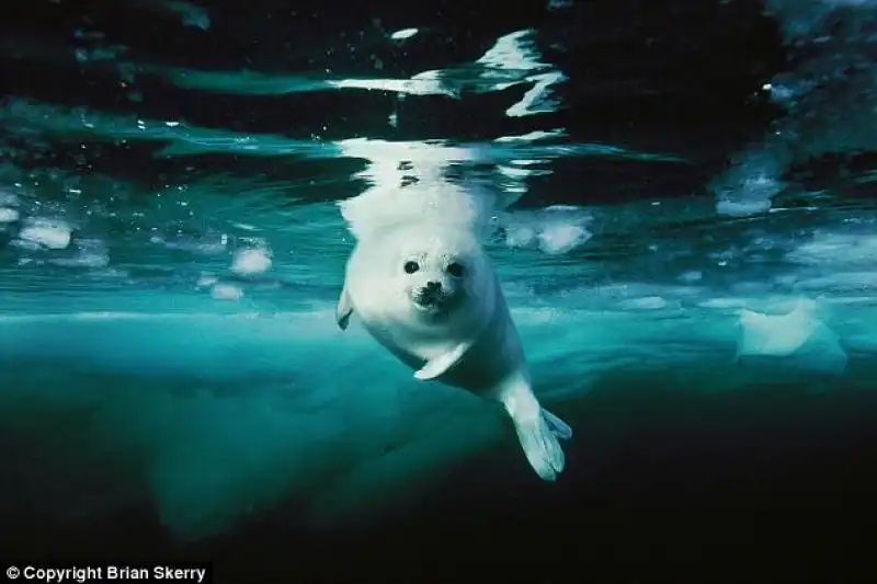 SPECIE MARINE IN VIA DI ESTINZIONE FOCA IN CANADA 