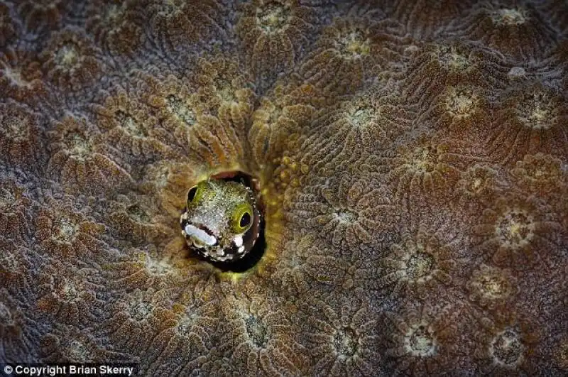 SPECIE MARINE IN VIA DI ESTINZIONE PESCE IN BELIZE 