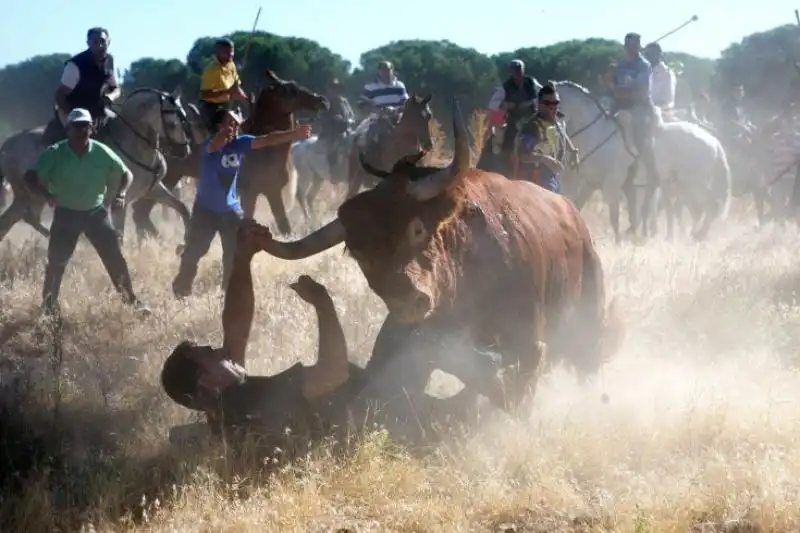 UN TORO CARICA UN FOTOGRAFO DURANTE IL FESTIVAL TORO DE LA VEGA A TORDESILLAS IN SPAGNA 