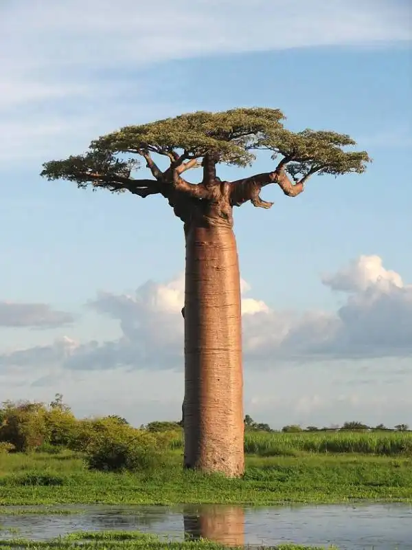 baobab del madagascar