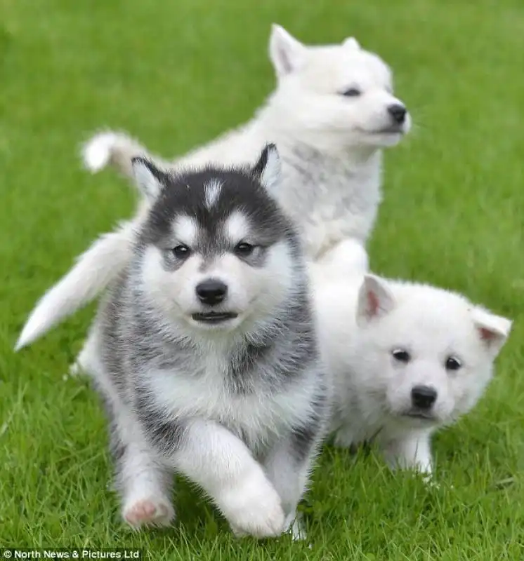 cuccioli di husky