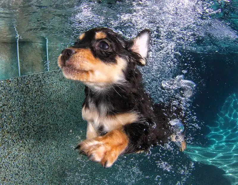 cuccioli sott'acqua 1