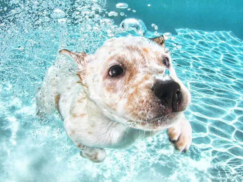 cuccioli sott'acqua 3