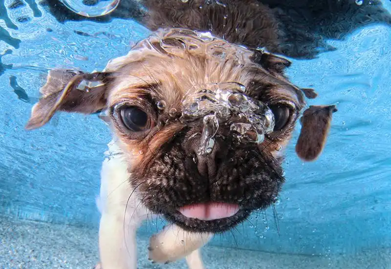 cuccioli sott'acqua 6