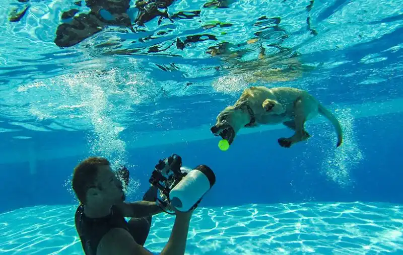 cuccioli sott'acqua 9