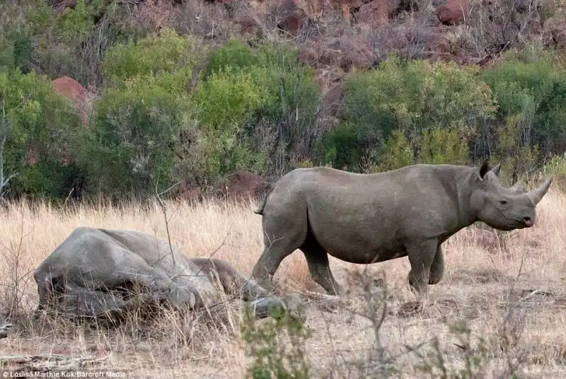 elefante contro rinoceronte 1