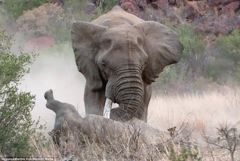 elefante contro rinoceronte 11