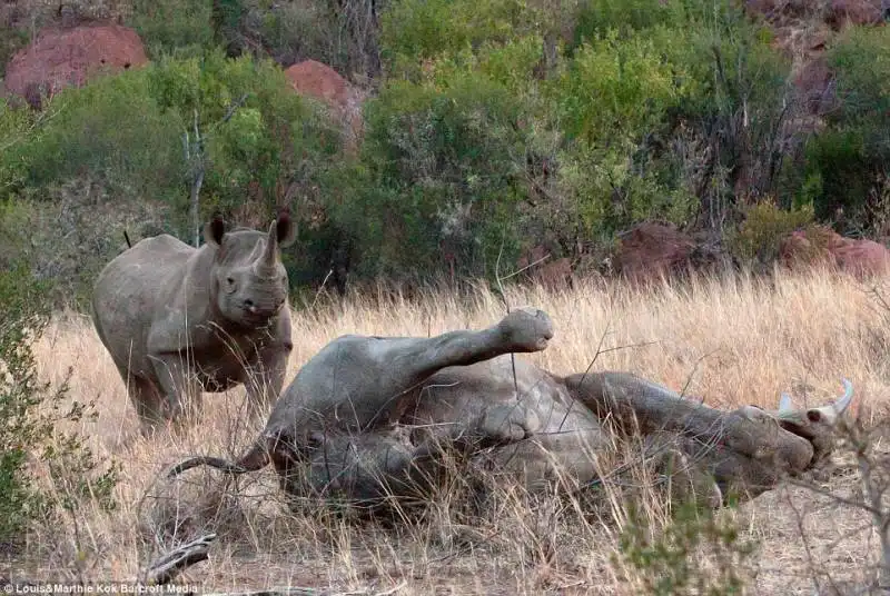 elefante contro rinoceronte 3