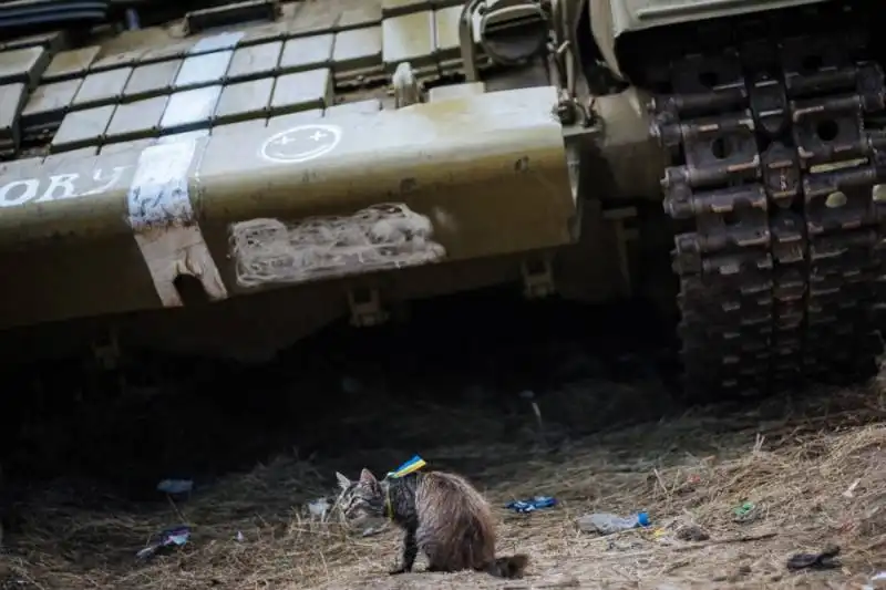 gatto a donetsk con fiocco coi colori dell'ucraina