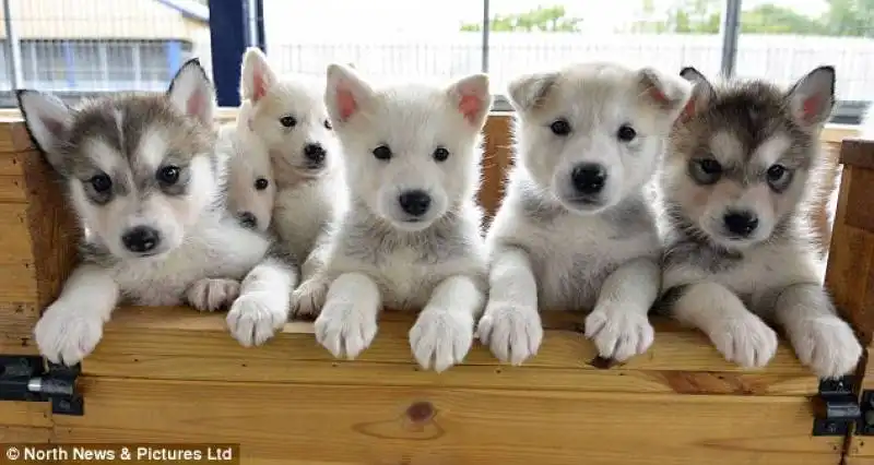 i cuccioli nati al blue cross centre