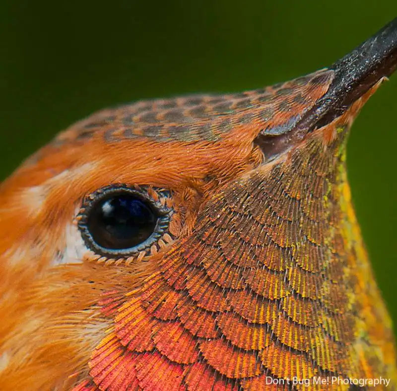 la bellezza degli uccelli grazie alle foto macro 19