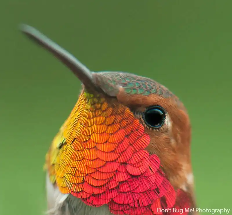 la bellezza degli uccelli grazie alle foto macro 20